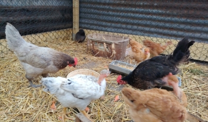 Projet des classes de CP : de l&rsquo;oeuf au poussin…