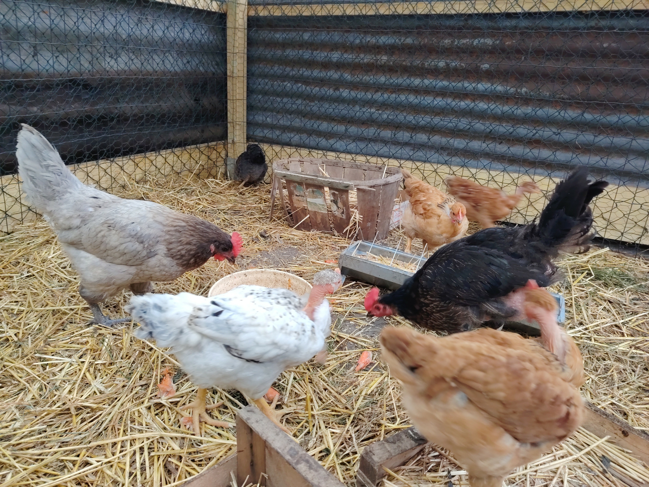 Projet des classes de CP : de l&rsquo;oeuf au poussin…